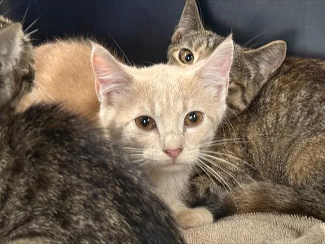 A baby small-sized male Domestic Short Hair cat named Comet for adoption in Charlotte, NC