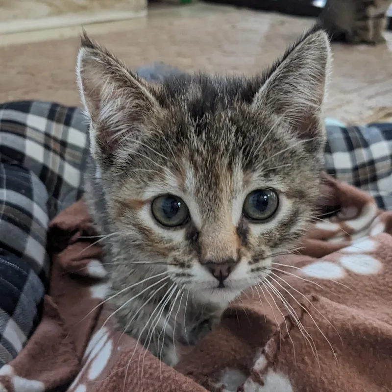 A baby small-sized female Brown / Chocolate Domestic Short Hair cat named Meringue Pl for adoption in Union, MO