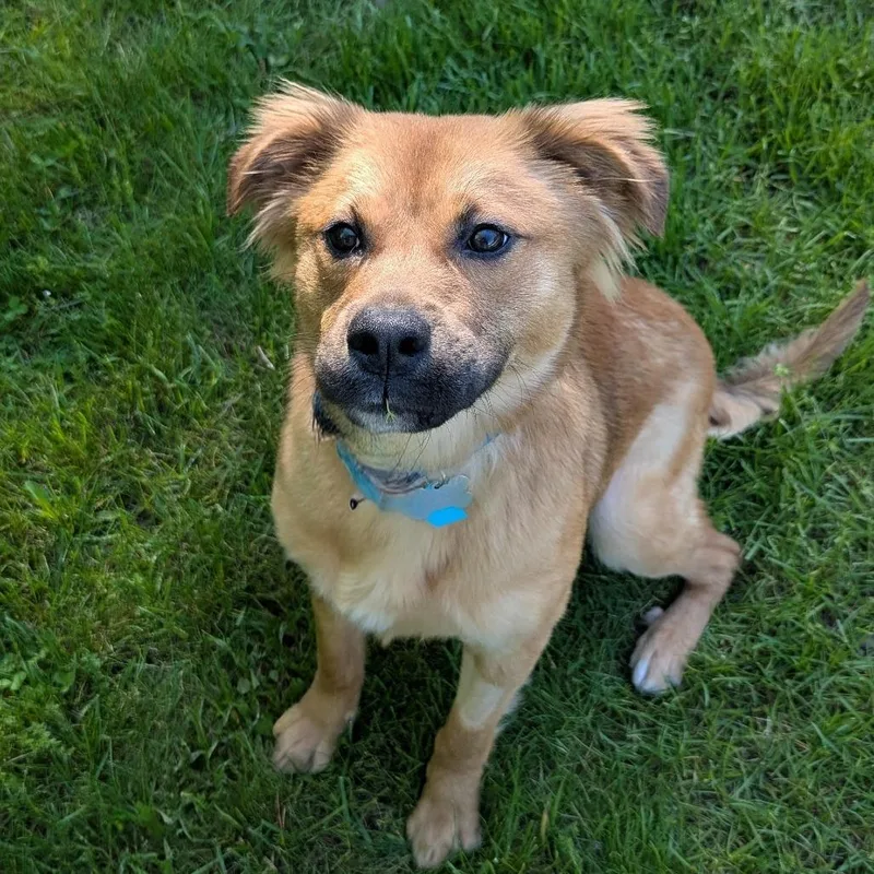 A young medium-sized male Golden Retriever dog named Taz for adoption in Fenton, MI