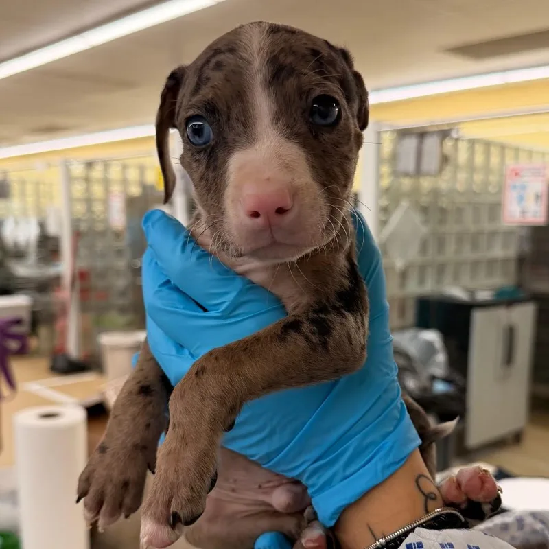 A baby small-sized male Brown / Chocolate Mixed Breed dog named Cookies N' Cream for adoption in West Palm Beach, FL