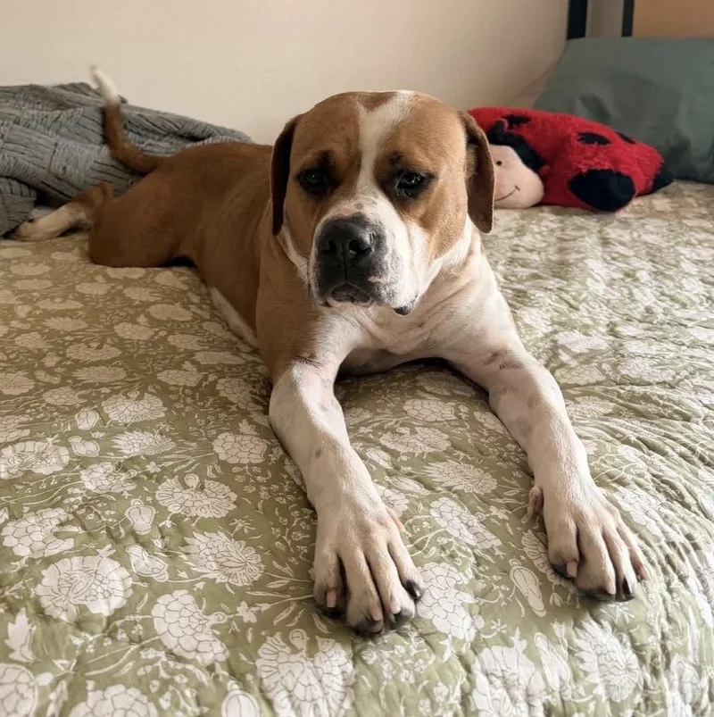 An adult large-sized female White / Cream Pit Bull Terrier dog named Sadie for adoption in Alden, NY