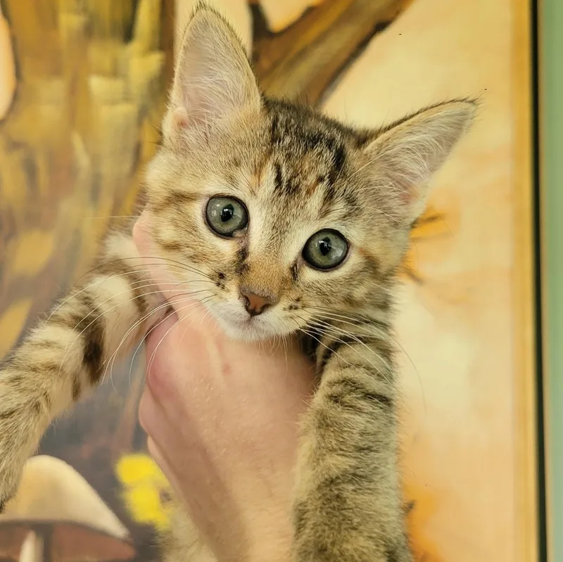 A baby small-sized female Torbie Domestic Short Hair cat named Tamra for adoption in Spencer, IA