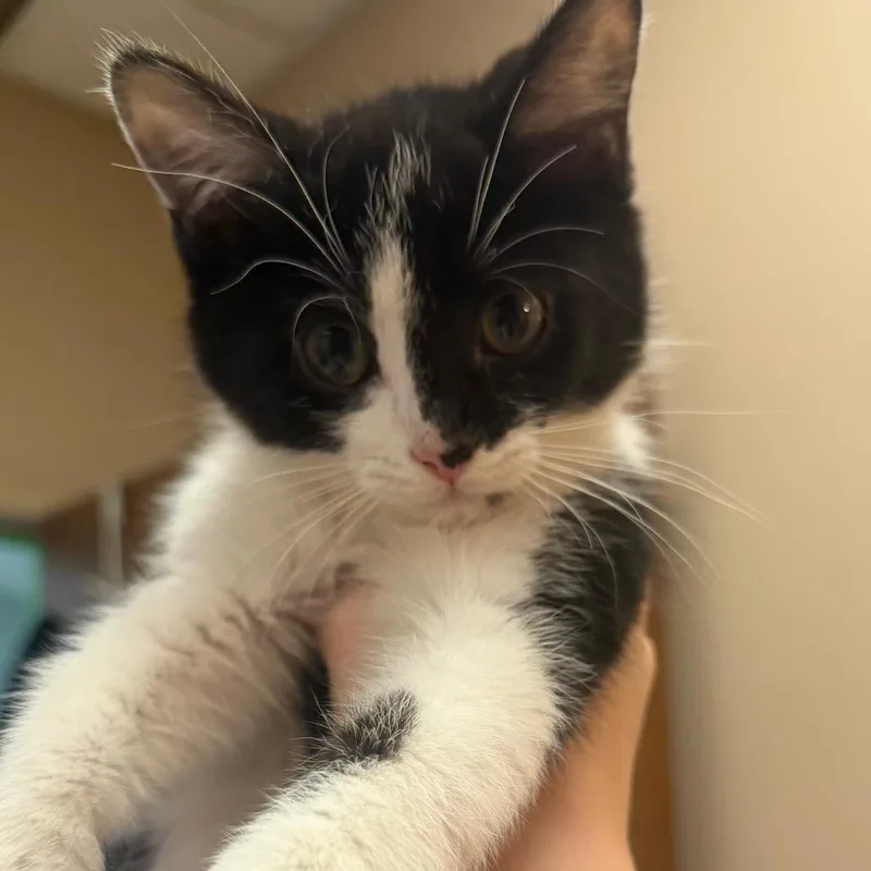 A baby small-sized female White Domestic Short Hair cat named Betty for adoption in Beckley, WV