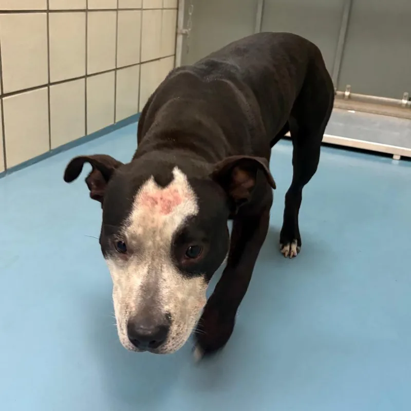 A young medium-sized female Black Pit Bull Terrier dog named Penny for adoption in Lufkin, TX