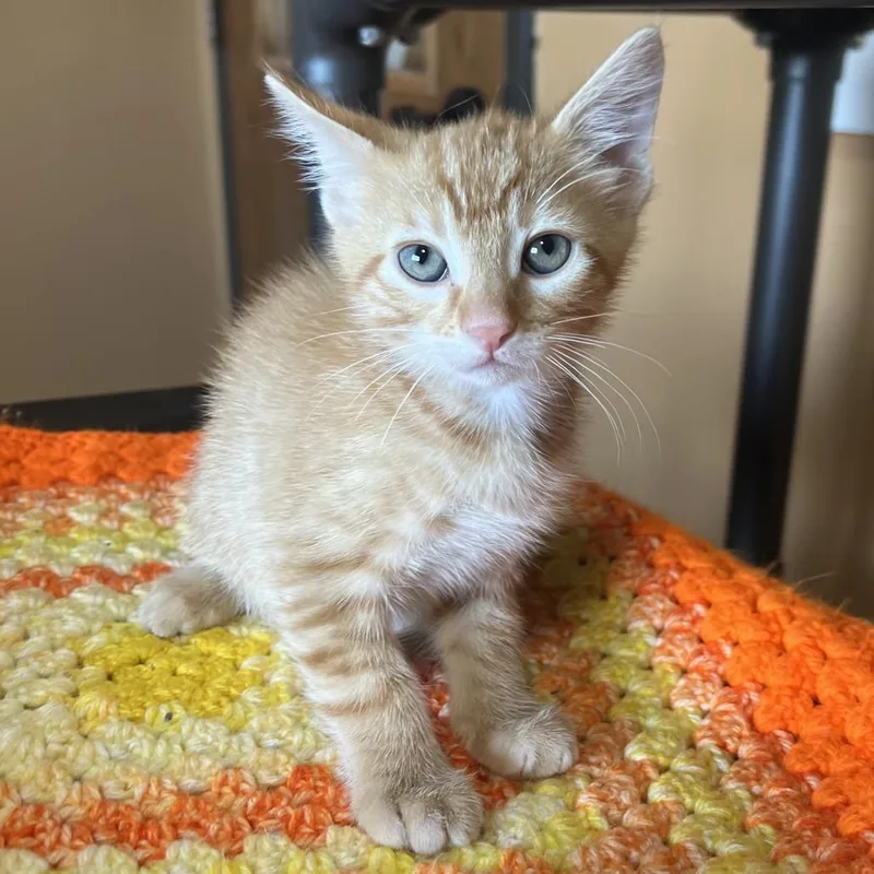 A young small-sized male Orange / Red Domestic Short Hair cat named Tangerine for adoption in Wadena, MN