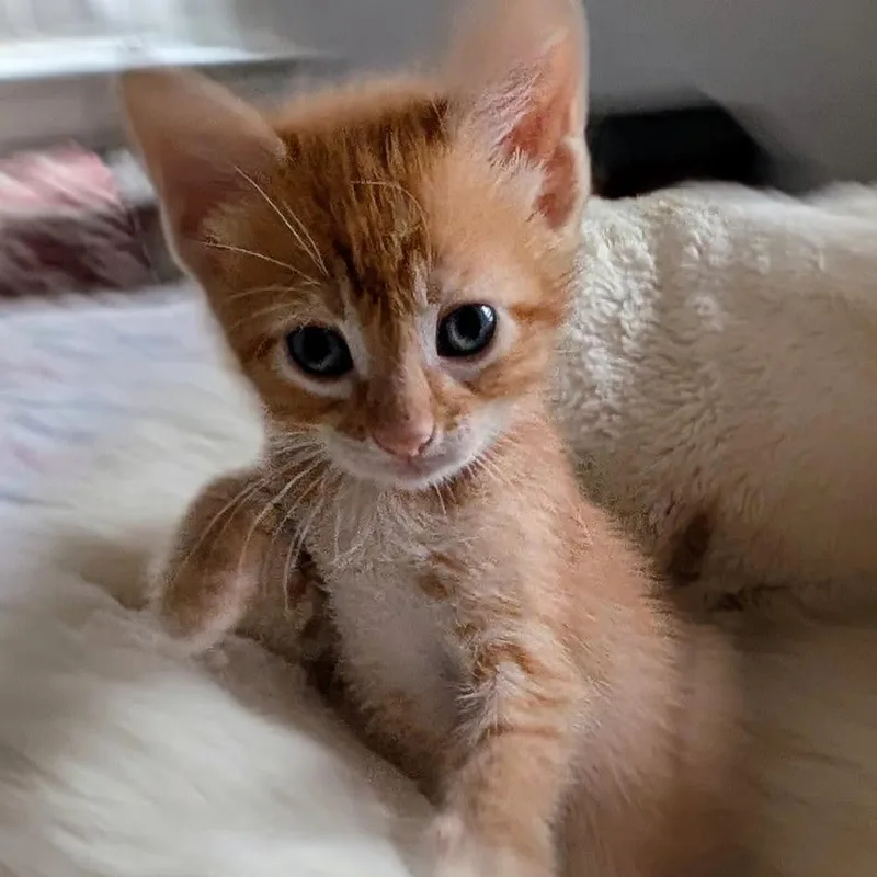 Tangerine thumbnail 3
