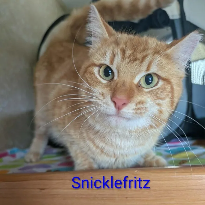 Snicklefritz