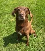 An adult large-sized male Brown / Chocolate Chocolate Labrador Retriever dog named Chopper for adoption in Willmar, MN