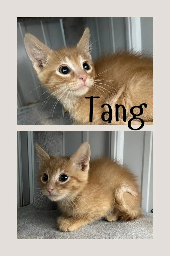 Tang thumbnail 3