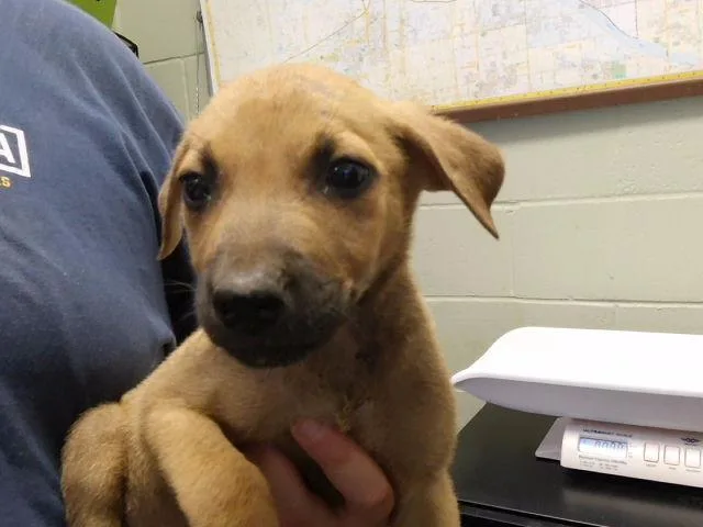 A baby small-sized male German Shepherd Dog dog named Winter for adoption in Tulsa, OK