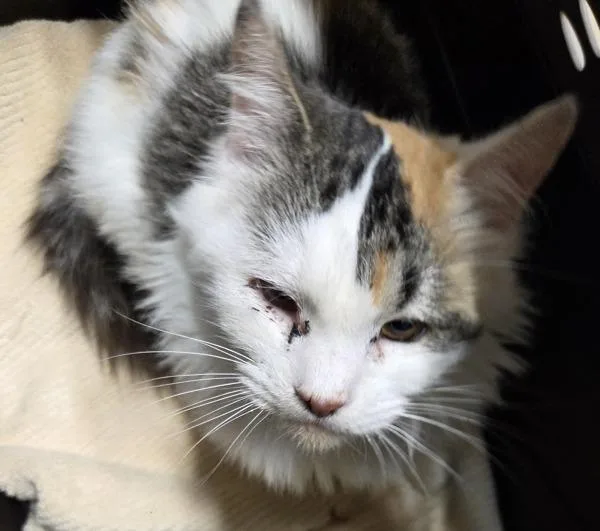 An adult medium-sized female Domestic Long Hair cat named Chestnut for adoption in El Cajon, CA