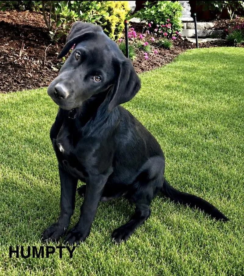A baby large-sized male Labrador Retriever dog named Humpty for adoption in Toms River, NJ