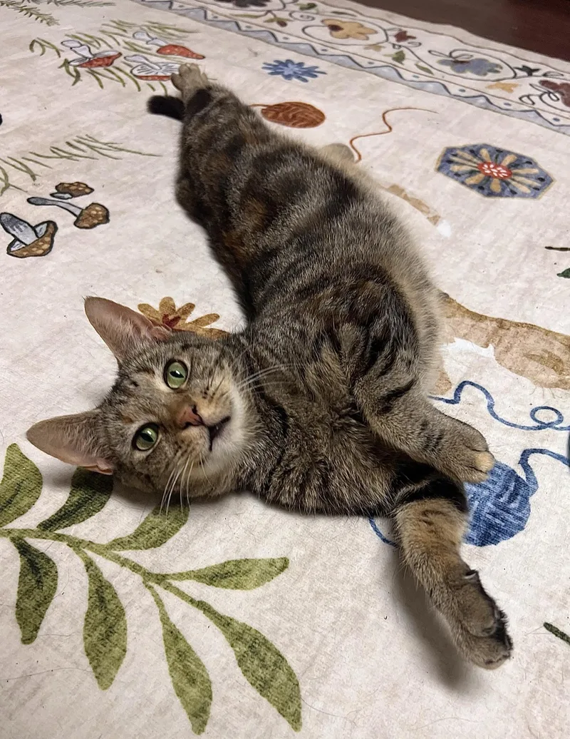 An adult medium-sized female Tabby (Brown / Chocolate) Domestic Short Hair cat named Meadow for adoption in Greensburg, PA