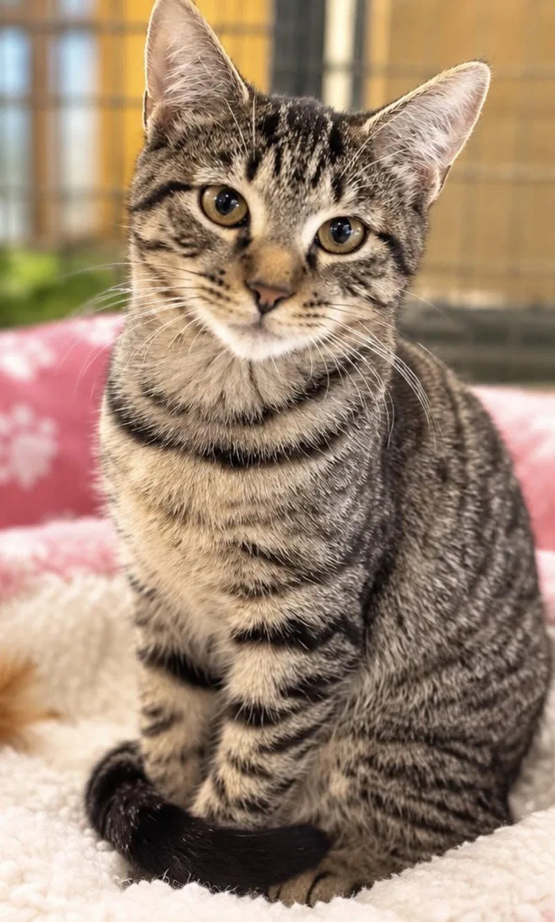 A young medium-sized female Domestic Short Hair cat named Jenny for adoption in Margate, FL