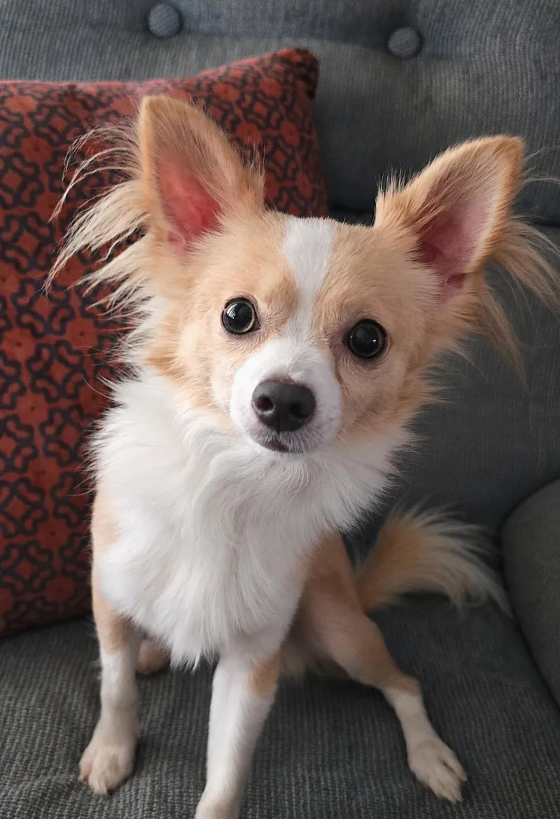 Ozzie
