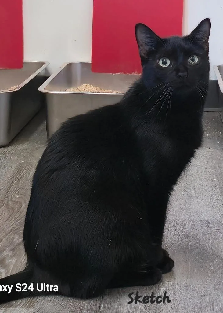 A young medium-sized female Domestic Short Hair cat named Sketch for adoption in Cedar Rapids, IA