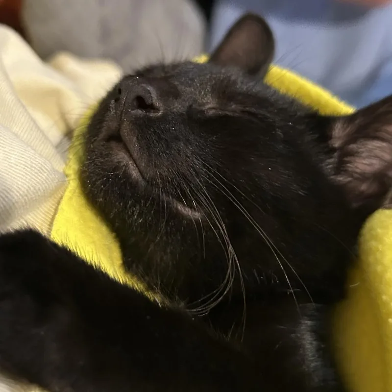A baby small-sized female Black Domestic Short Hair cat named Sara for adoption in Overland Park, KS