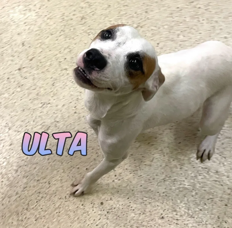 A young medium-sized female Terrier dog named Ulta for adoption in Muncie, IN