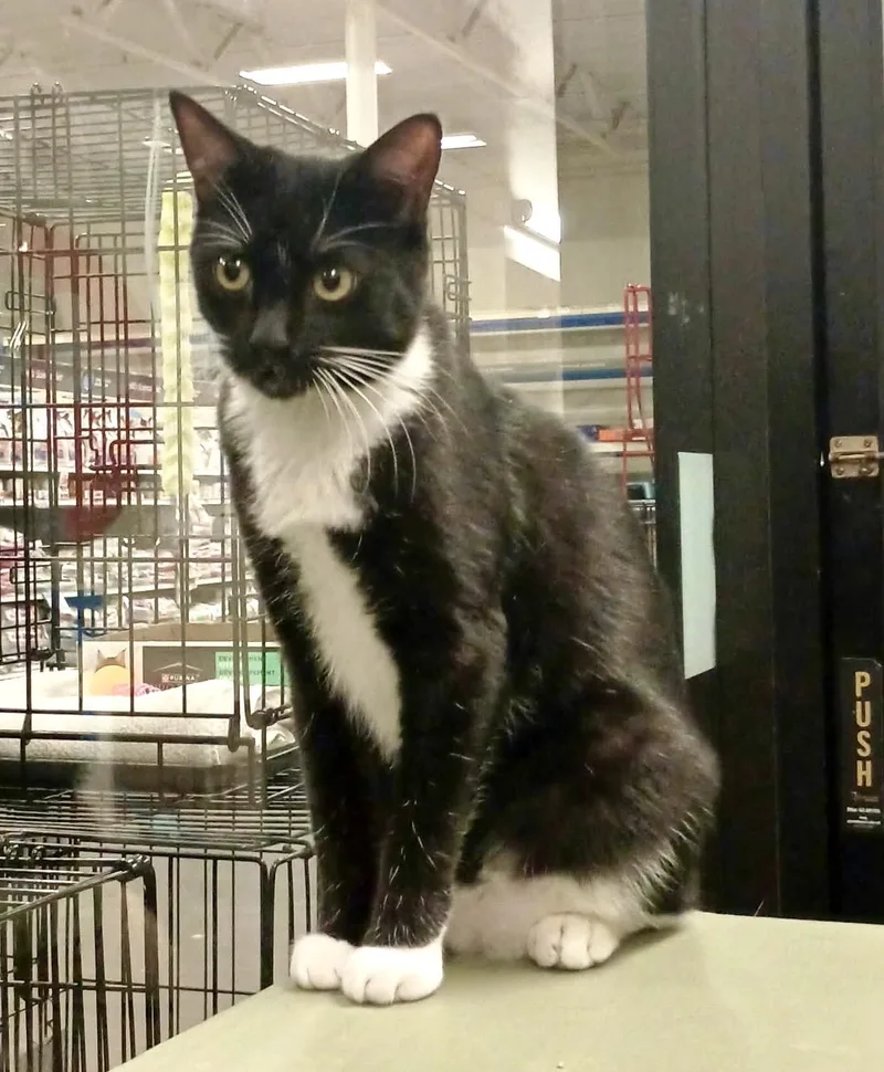 An adult medium-sized female Black & White / Tuxedo Domestic Short Hair cat named Honey for adoption in San Juan Capistrano, CA