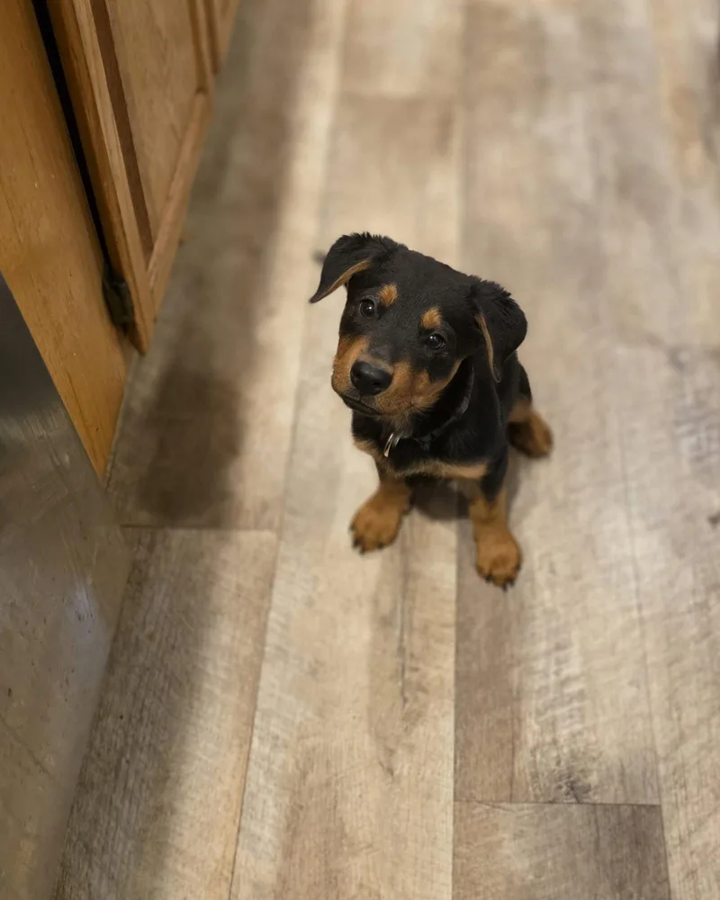 A baby large-sized male Mixed Breed dog named Phoenix for adoption in New London, WI