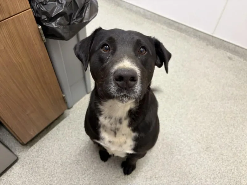 A young large-sized male Australian Cattle Dog / Blue Heeler dog named Max for adoption in Loveland, CO