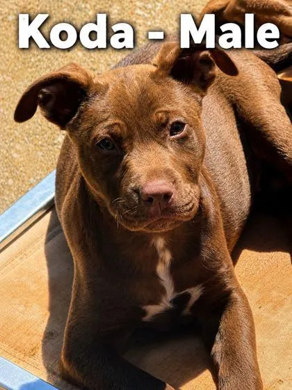 A baby large-sized male Rottweiler dog named Koda for adoption in Morton Grove, IL