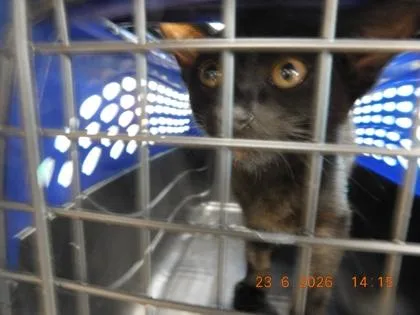 A baby small-sized female Domestic Short Hair cat named Nightime for adoption in North Richland Hills, TX