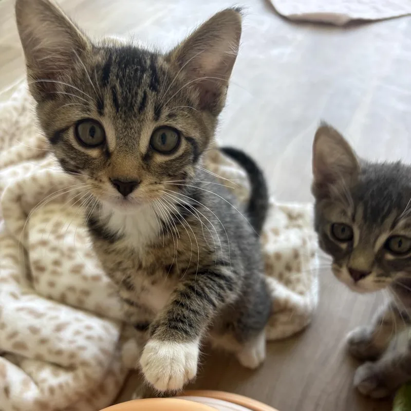 A baby small-sized female Brown / Chocolate Domestic Short Hair cat named Sandy for adoption in Spokane, WA