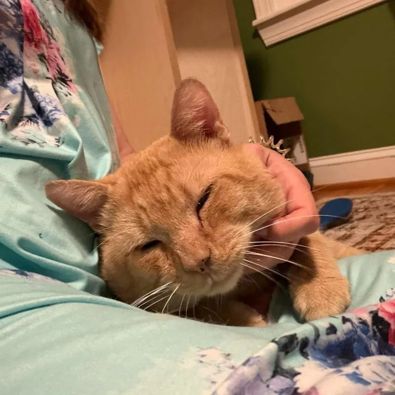 An adult small-sized male Orange / Red Domestic Short Hair cat named Tater Tot Hotdish for adoption in Reisterstown, MD