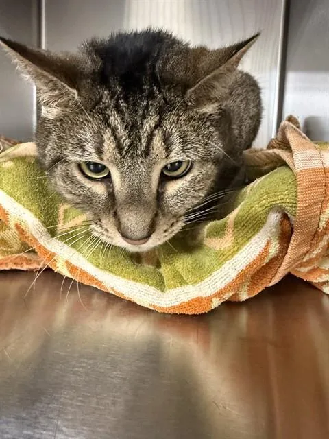An adult large-sized male Domestic Short Hair cat named Jasper for adoption in Upper Marlboro, MD