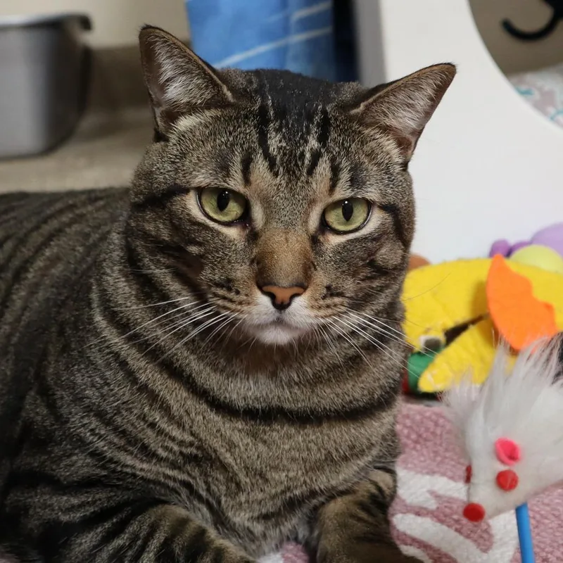 An adult extra large-sized male Brown / Chocolate Domestic Short Hair cat named Hunky for adoption in Riverside, CA