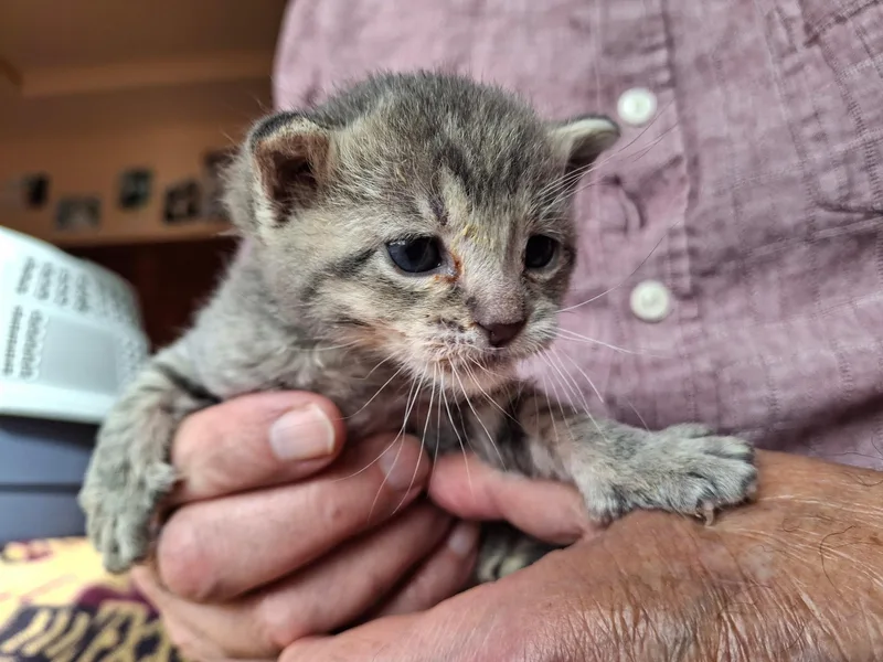 A baby small-sized male Gray / Blue / Silver Domestic Short Hair cat named Merry for adoption in Deming, NM