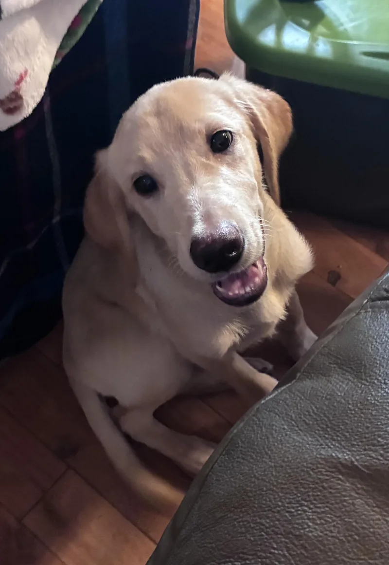 A young large-sized male Golden Retriever dog named Dorian for adoption in Mobile, AL
