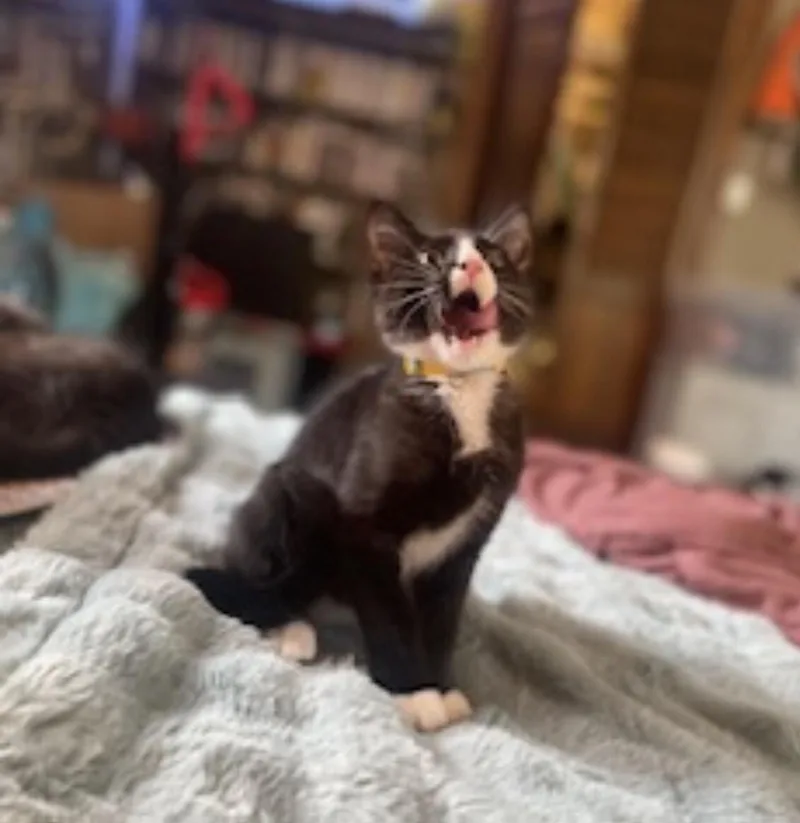 A young medium-sized male Black Domestic Short Hair cat named Mantis for adoption in North Babylon, NY