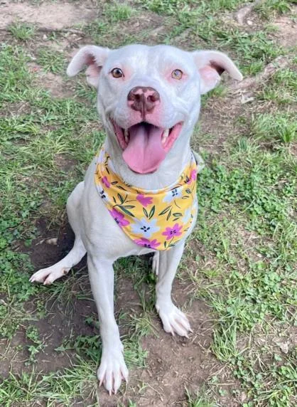 A young medium-sized female Pit Bull Terrier dog named Posh Spice for adoption in Tulsa, OK