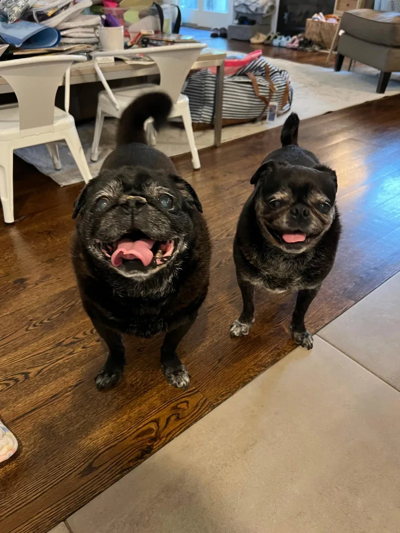 A young medium-sized female Pug dog named Chloe and Wilma for adoption in Tenafly, NJ