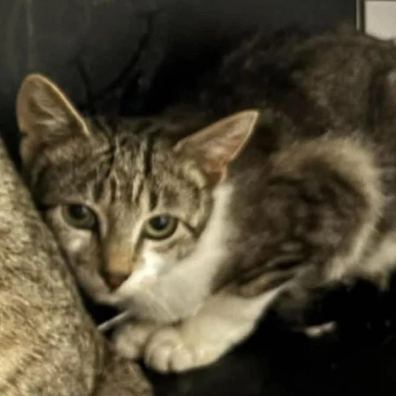 A young small-sized female Brown / Chocolate Domestic Short Hair cat named Spring for adoption in Brighton, MO