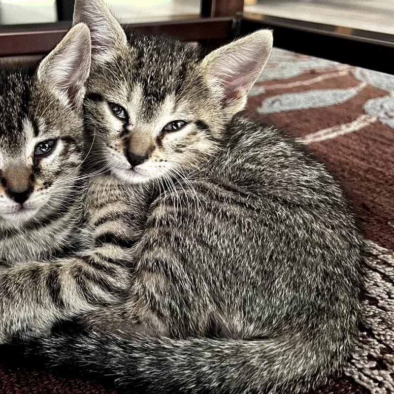 A baby small-sized male Brown / Chocolate Domestic Short Hair cat named Xray Vision for adoption in Austin, TX