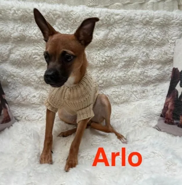 A baby small-sized male Yellow / Tan / Blond / Fawn Chihuahua dog named Arlo for adoption in TOMBALL, TX