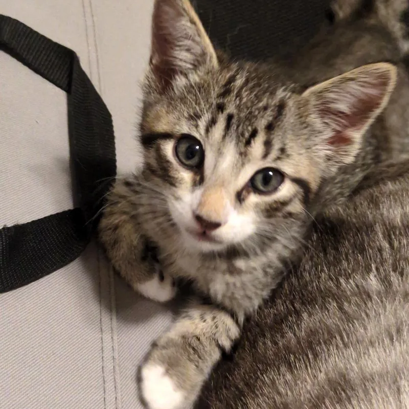 A baby small-sized female Brown / Chocolate Domestic Short Hair cat named Xpresso for adoption in Austin, TX