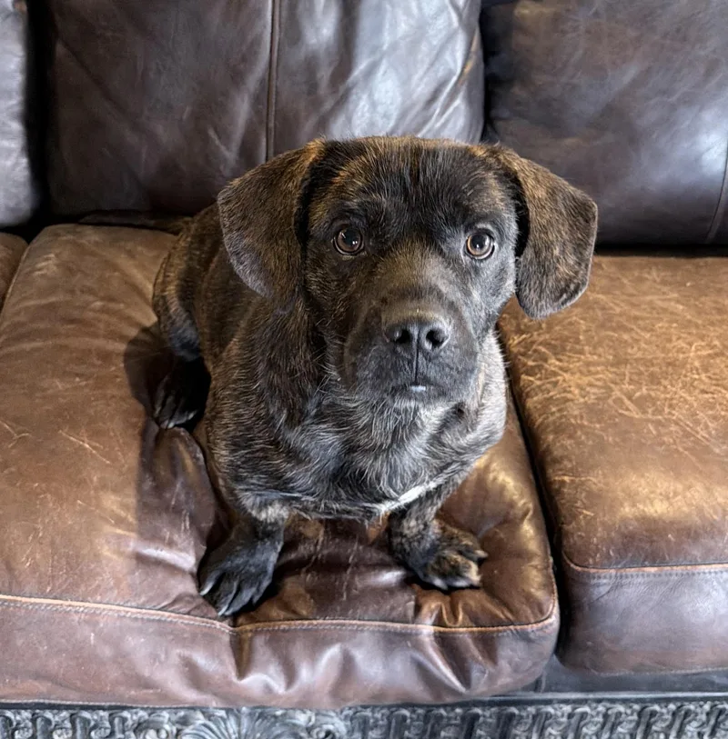 A young medium-sized male Brindle Mixed Breed dog named Mr. Stubbins for adoption in Cranston, RI