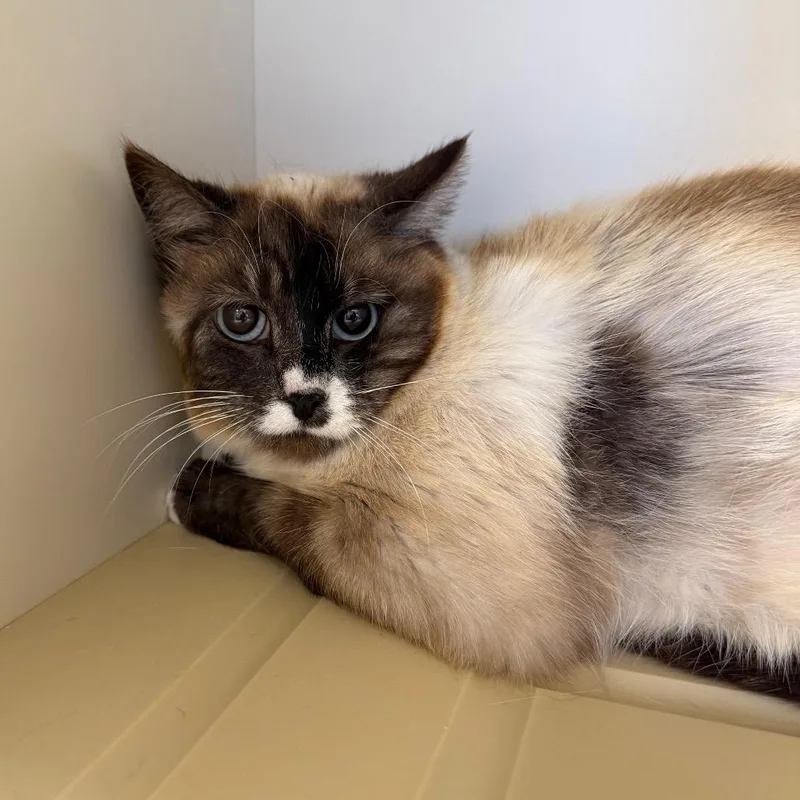 An adult small-sized female Buff / Tan / Fawn Domestic Short Hair cat named Dawn for adoption in Cody, WY