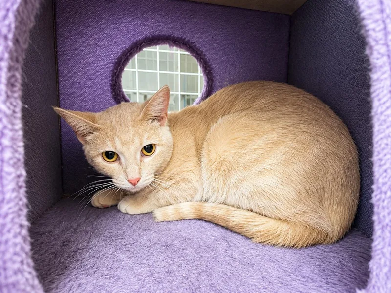 An adult medium-sized female Buff / Tan / Fawn Domestic Short Hair cat named Jenga for adoption in Greensburg, PA
