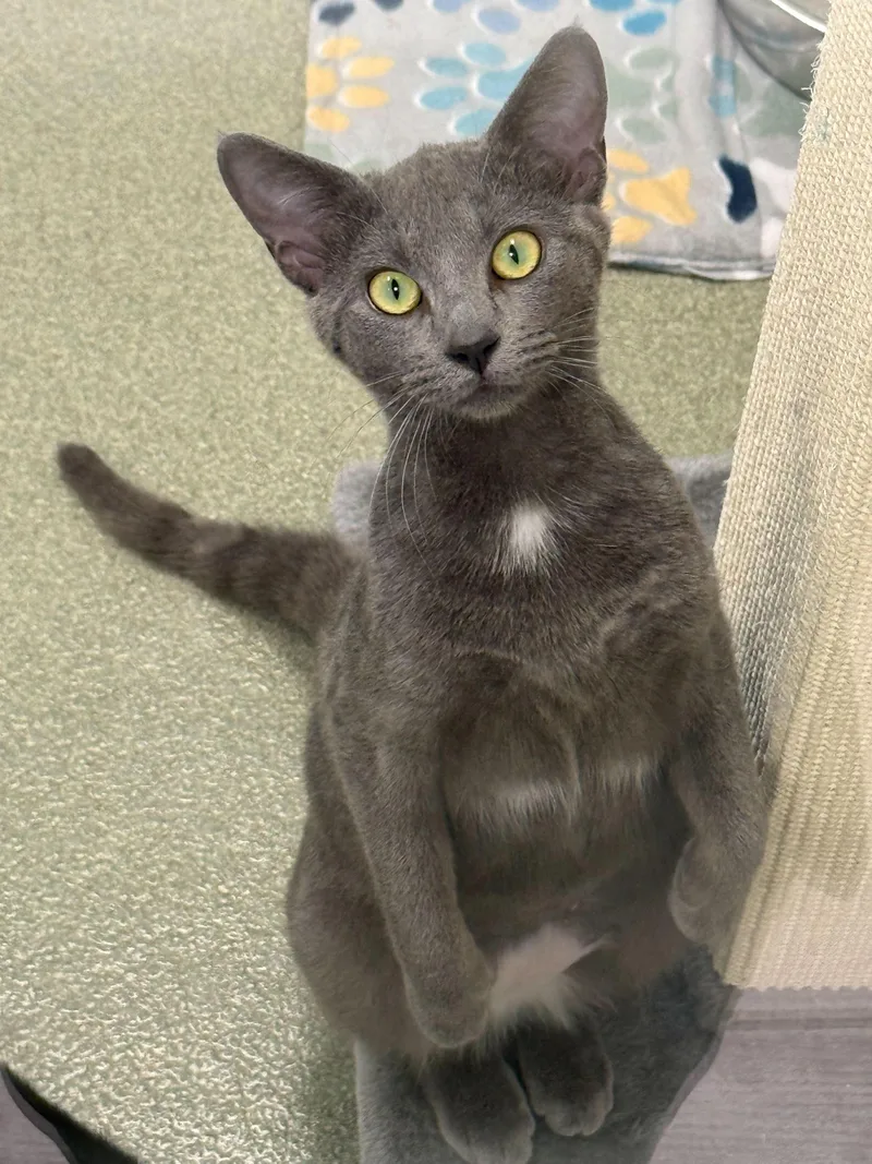 A young small-sized female Gray / Blue / Silver American Shorthair cat named Shadow for adoption in Maidens, VA