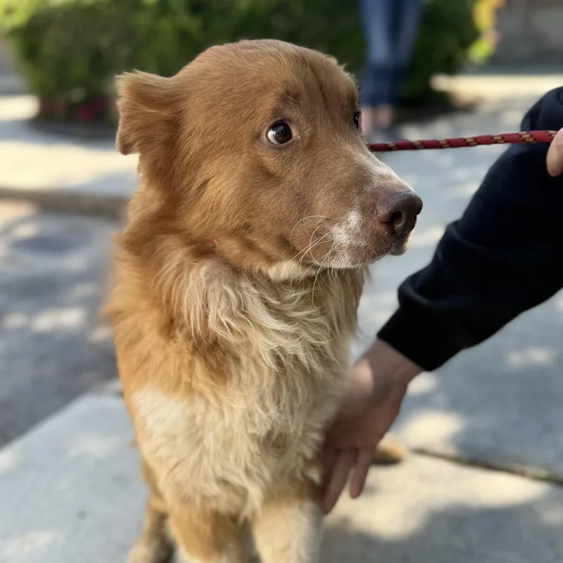 An adult medium-sized male White / Cream Retriever dog named Cinder for adoption in Columbia, SC