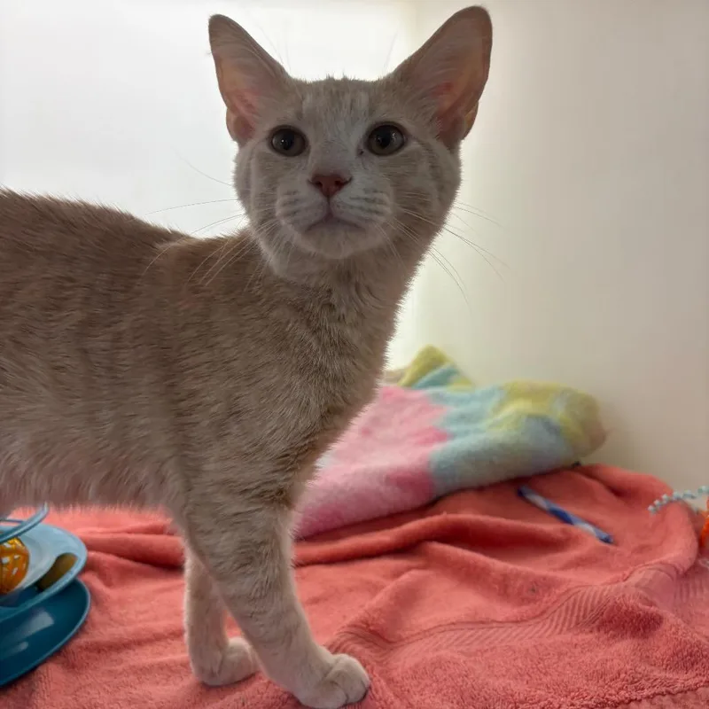 A baby medium-sized male Buff / Tan / Fawn Domestic Short Hair cat named Ramen for adoption in Harrisonburg, VA