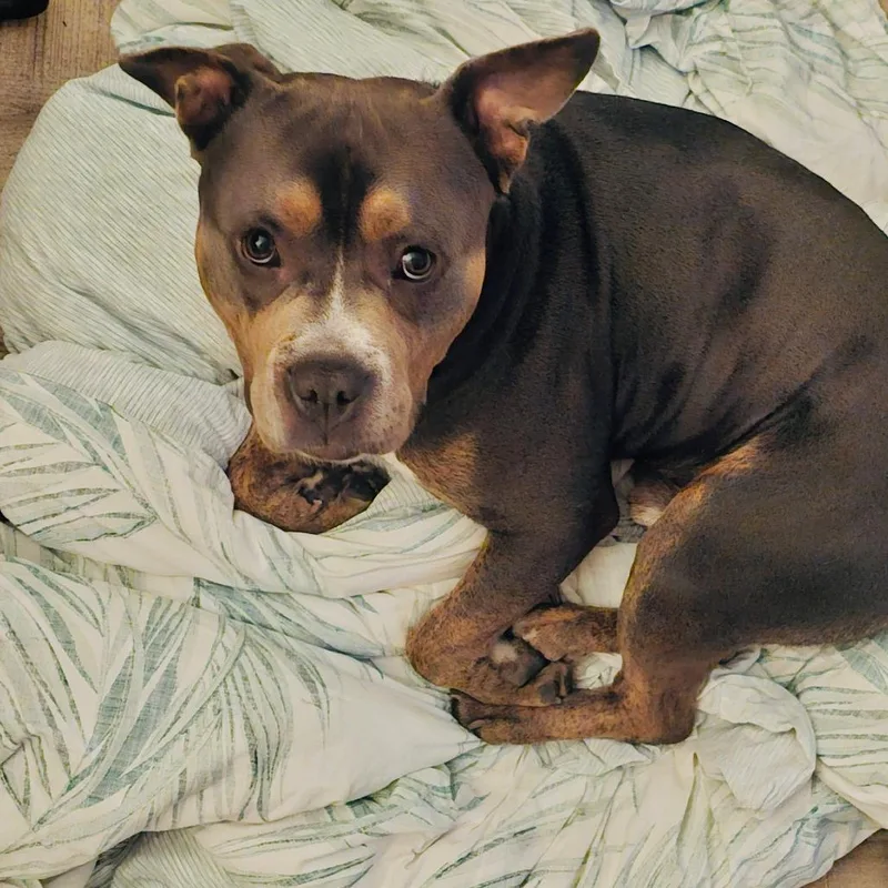 Bruce
