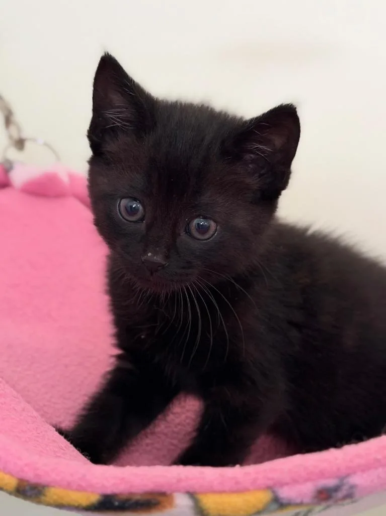 A baby medium-sized male Domestic Short Hair cat named Ben for adoption in Menomonie, WI