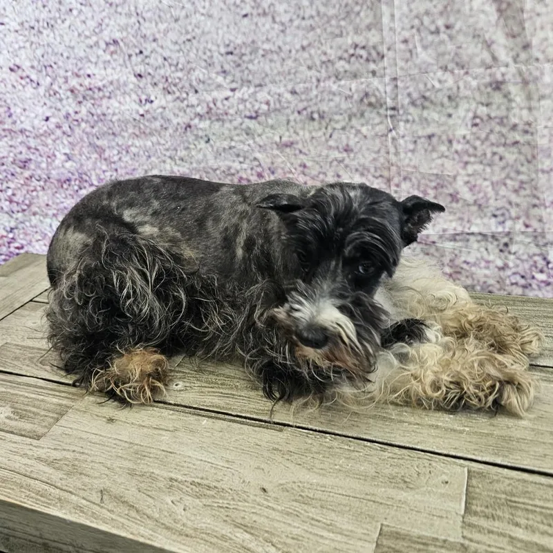 An adult small-sized female Miniature Schnauzer dog named Phyllis for adoption in Normal, IL