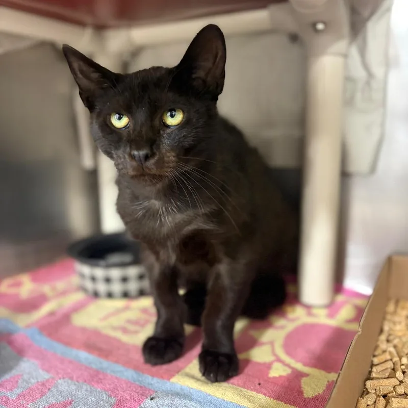 A young medium-sized male Black Domestic Short Hair cat named Grape for adoption in Newark, NJ